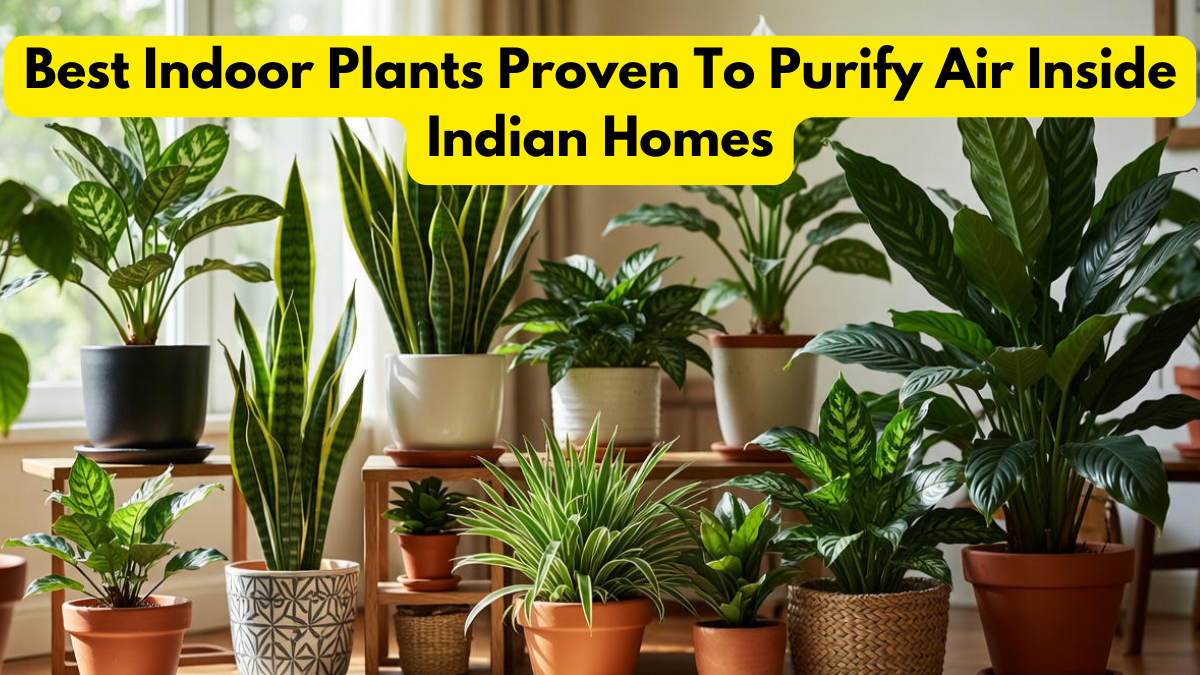 Best Indoor Plants Proven To Purify Air Inside Indian Homes