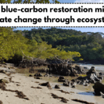 Coastal blue-carbon restoration mitigating climate change through ecosystems